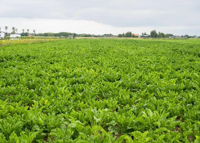 De Keet Op Een Boerencamping Klundert foto